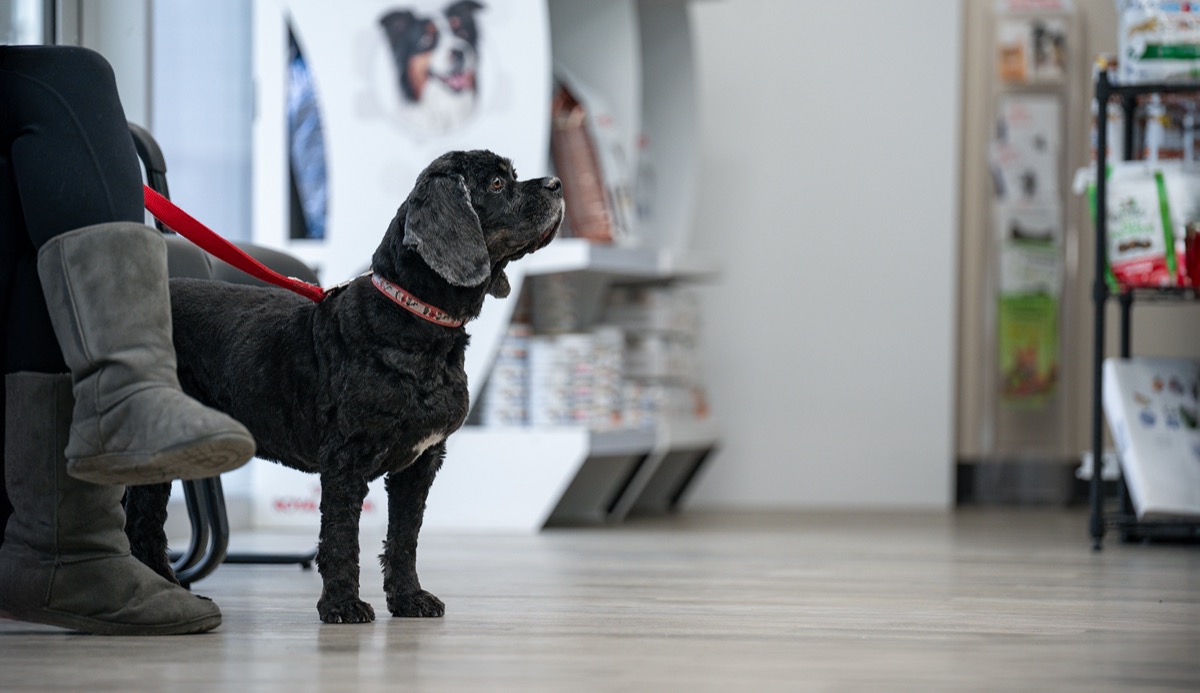 A dog waiting comfortably at the clinic