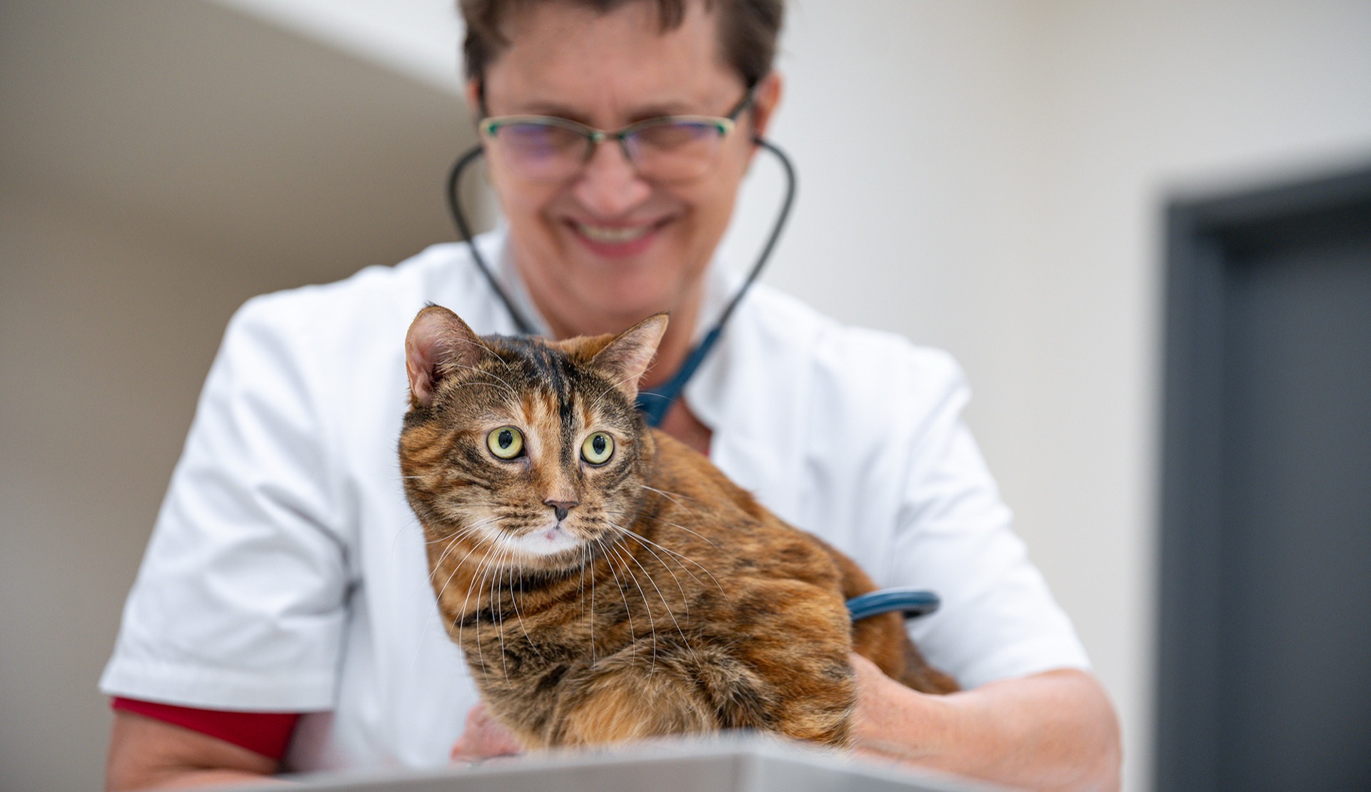 A veterinarian at Albany Veterinary Clinic gently holding a cat