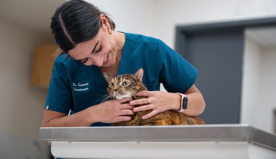 Veterinarian with a cat