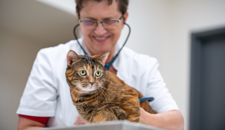 Dr. Cecilia, veterinarian at Albany Veterinary Clinic