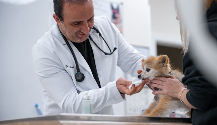Veterinarian with a dog
